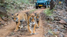 Safari de tigres en India