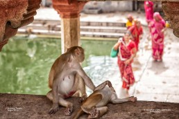 Templo de los monos en Jaipur